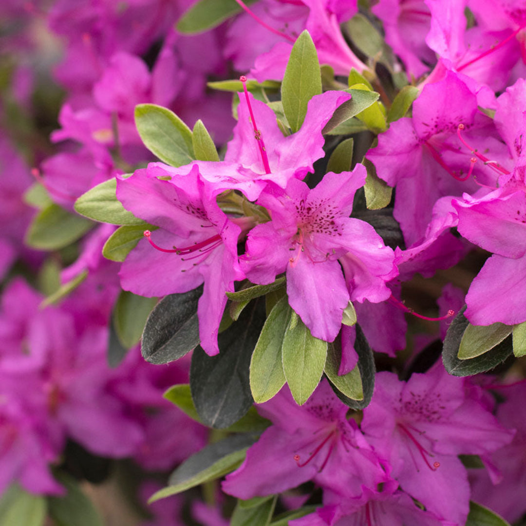 Southern Charm Azalea