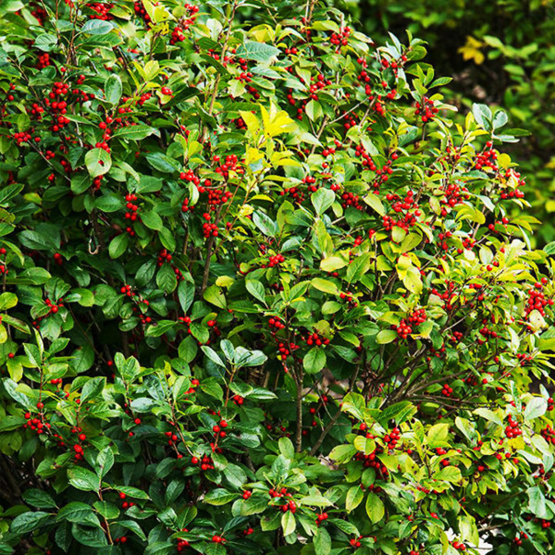 Southern Gentleman Holly