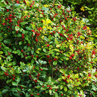 Southern Gentleman Holly