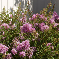 Early Bird Lavender crape myrtle shrub with soft purple blooms and compact growth habit