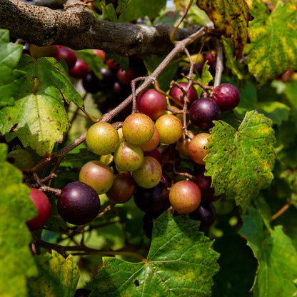 Muscadine Eudora Grape Vine