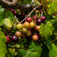 Bronze seedless muscadine grapes on sterling vine