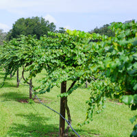 Magnolia Muscadine Grape Vine Shrub