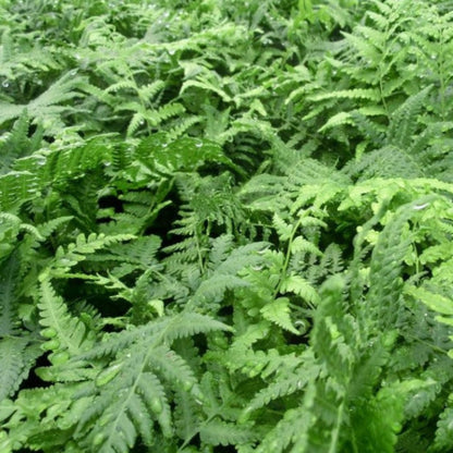 Thelypteris Kunthii Southern Shield Fern - [EG]