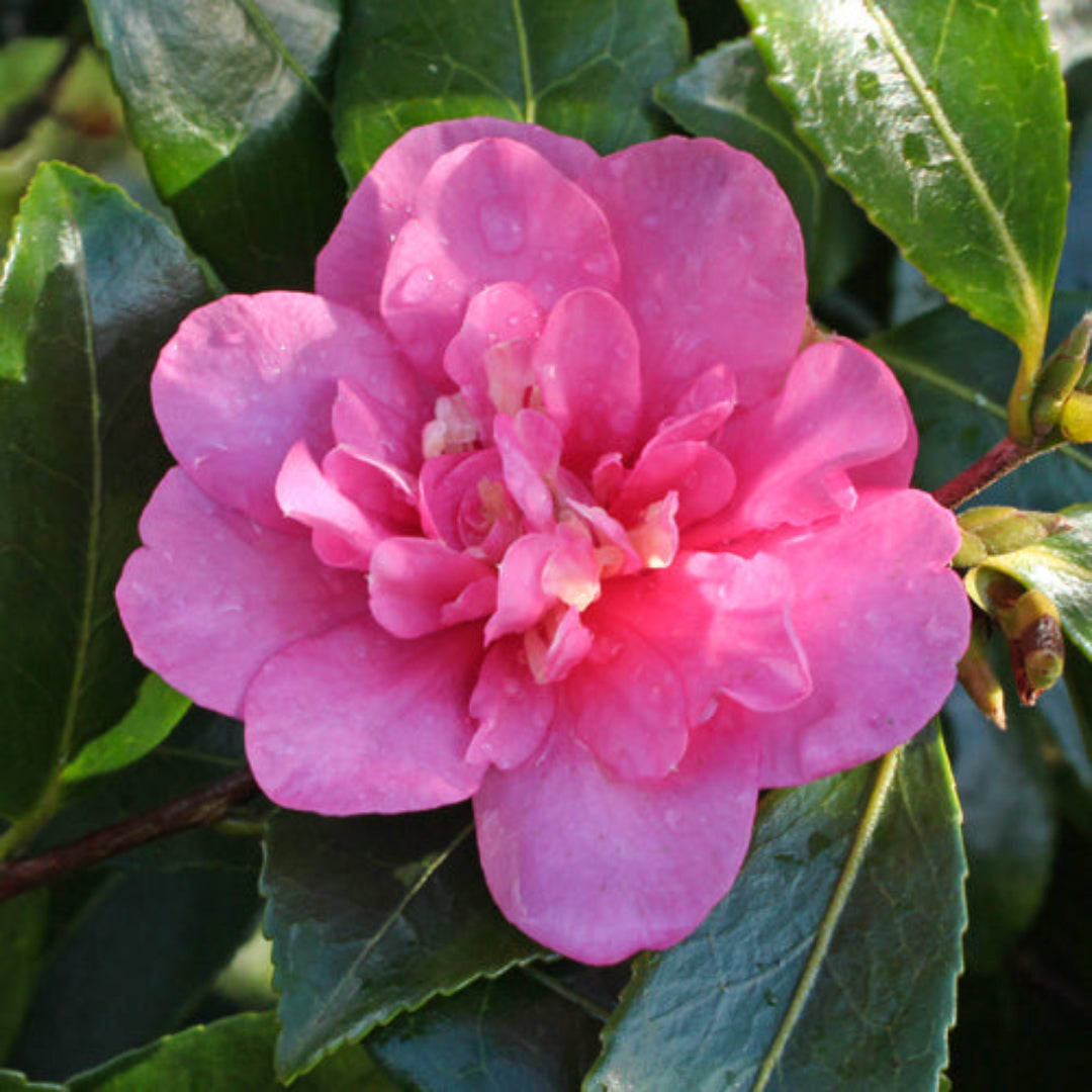 Sparkling Burgundy Camellia
