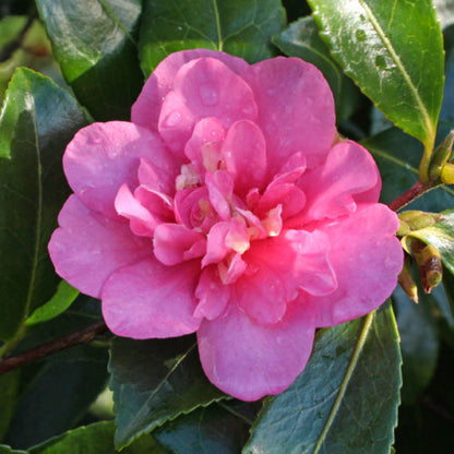 Sparkling Burgundy Camellia