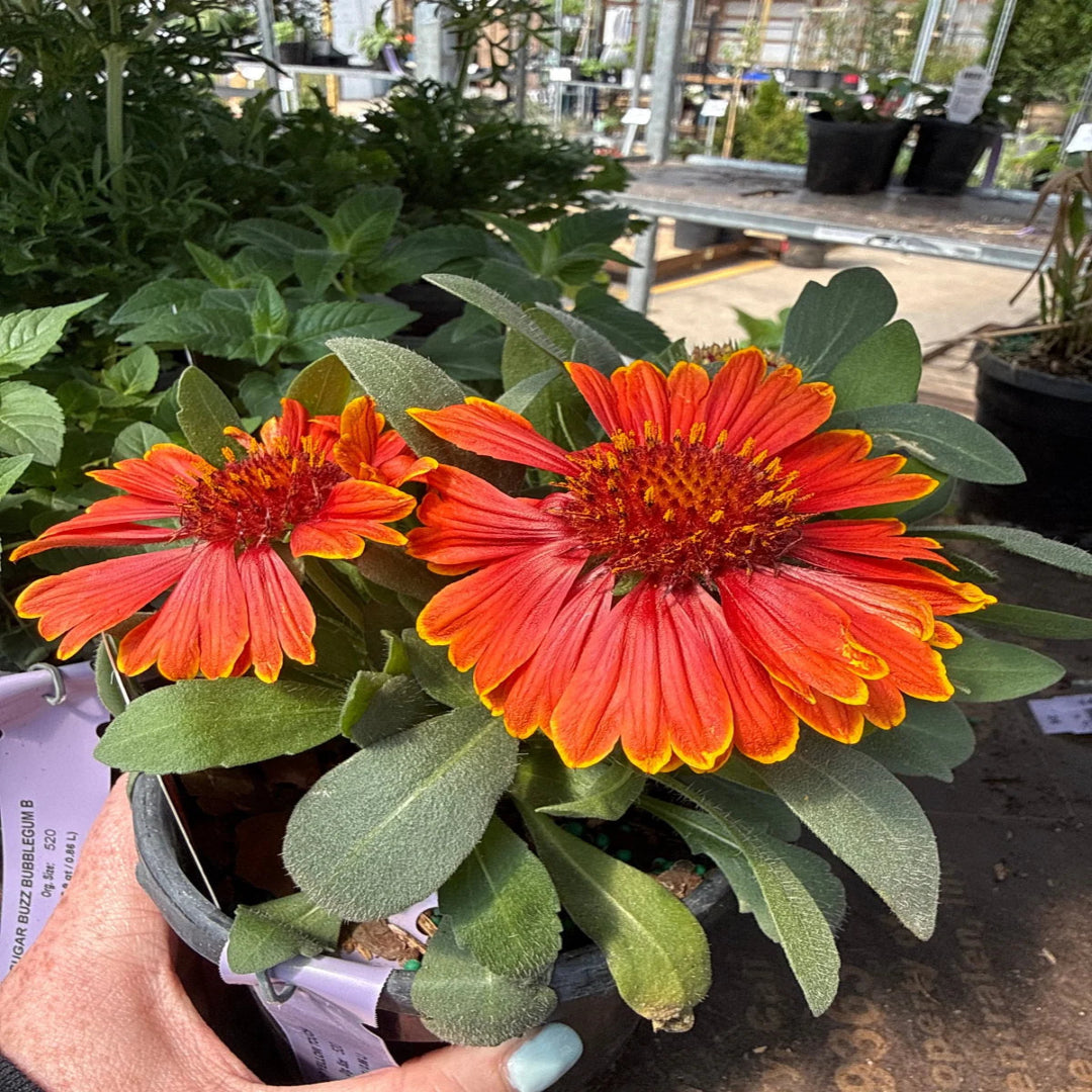 Gaillardia &