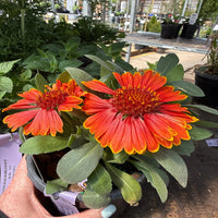 Gaillardia 'SpinTop Red' Blanket Flower