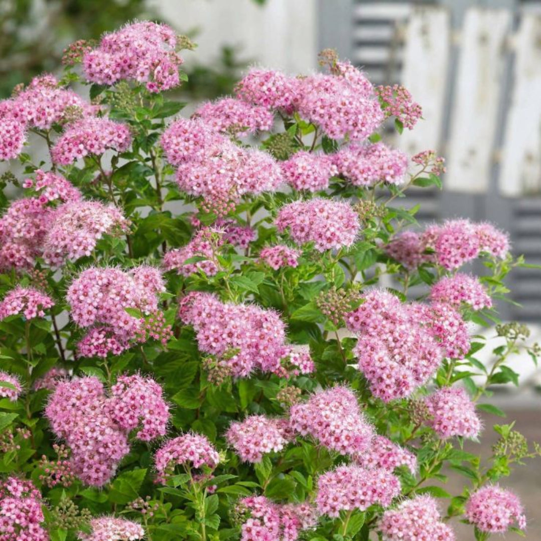 Little Princess Spirea