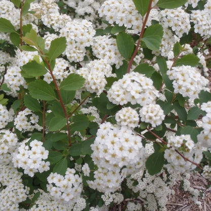 Spiraea x Vanhouttei hedge with spring flowers