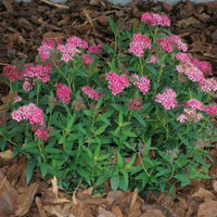 Neon Flash Spirea