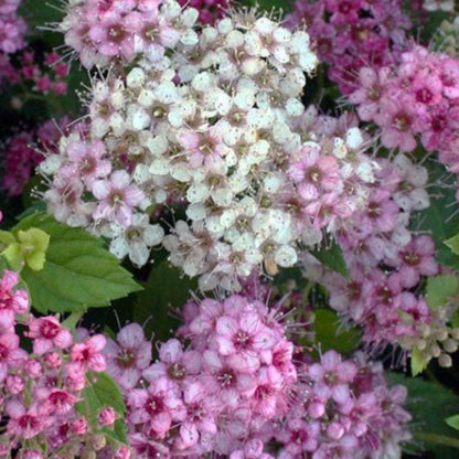 Little Princess Spirea