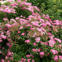 Little Princess Spirea