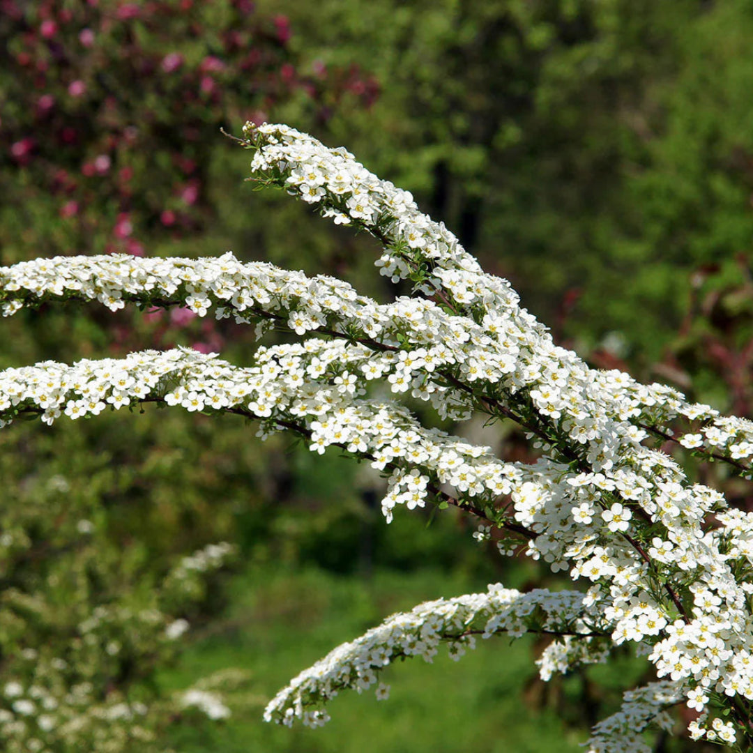 Sparkler White Flower Shrubs