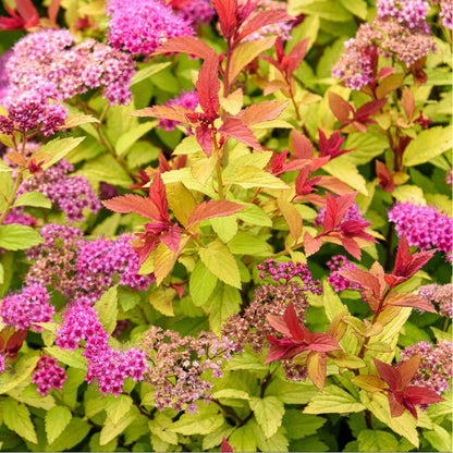 Spirea Magic Carpet