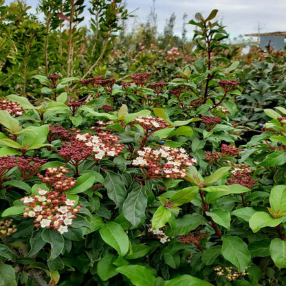 Spring Bouquet Viburnum Shrub