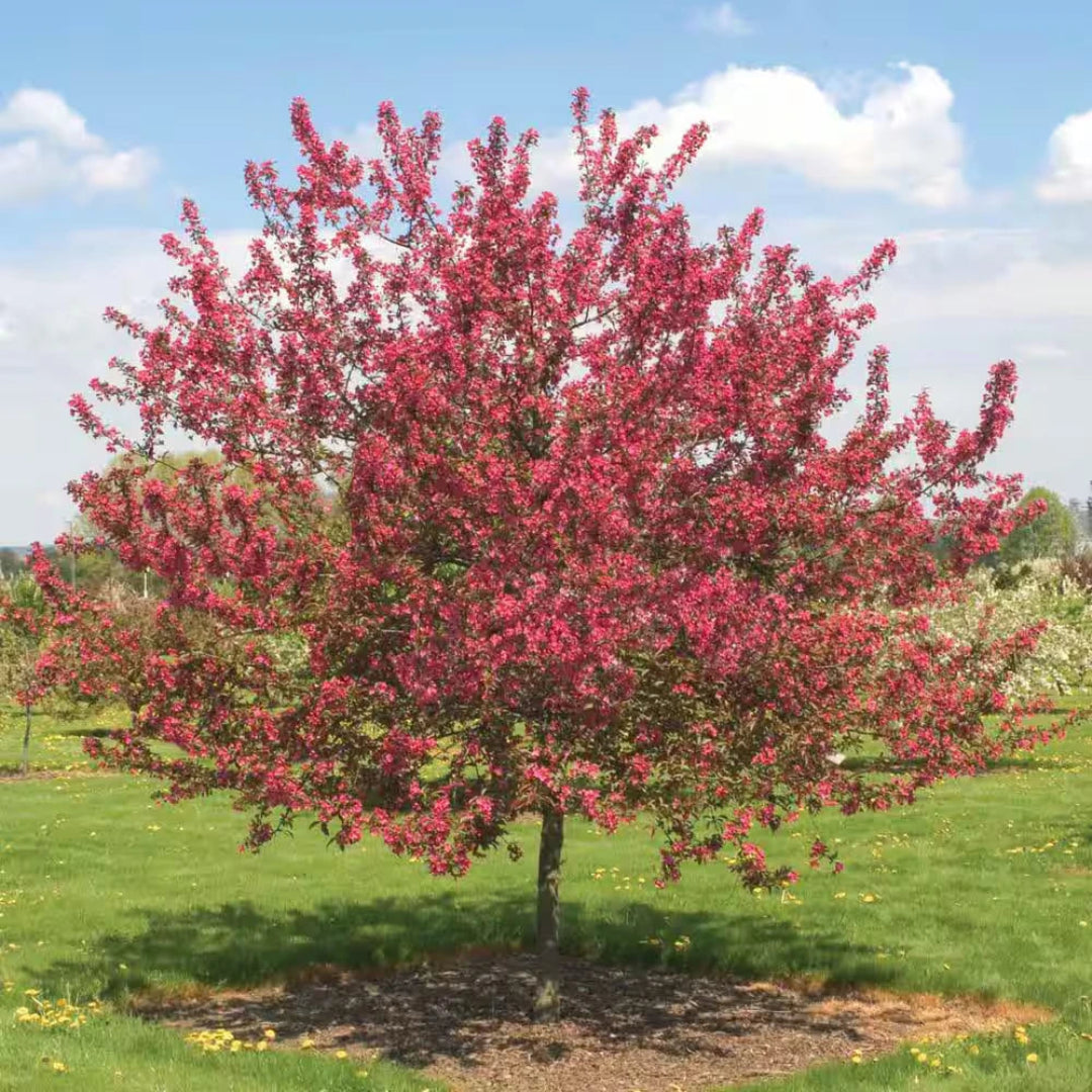 3-in-1 Crabapple Tree