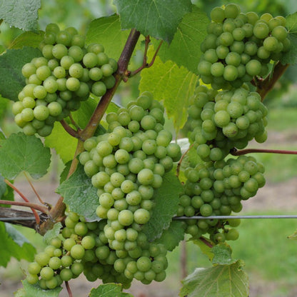 Chardonnay Grape Vine Shrub