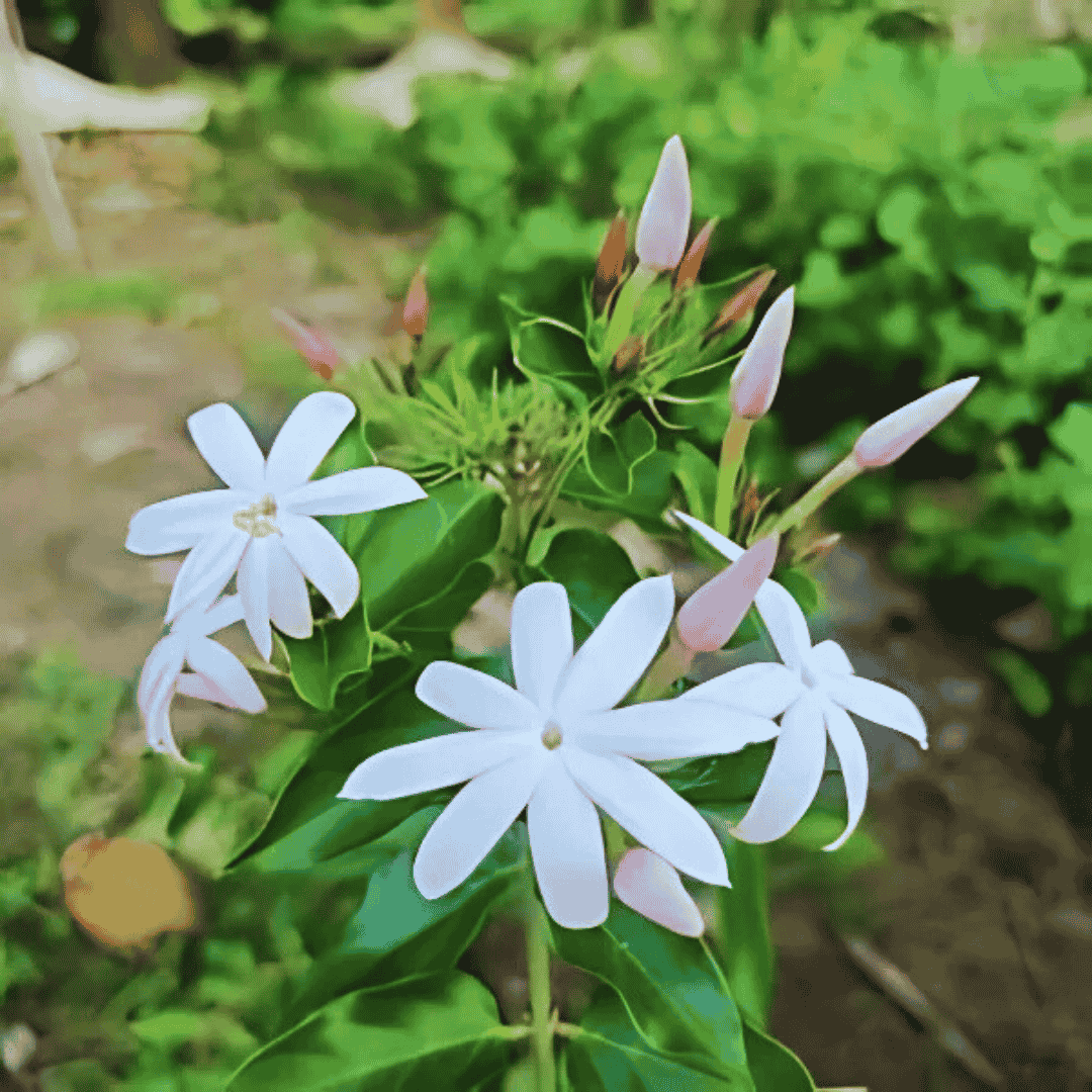 hanging jasmine plant for sale Shop Star Jasmine Plant