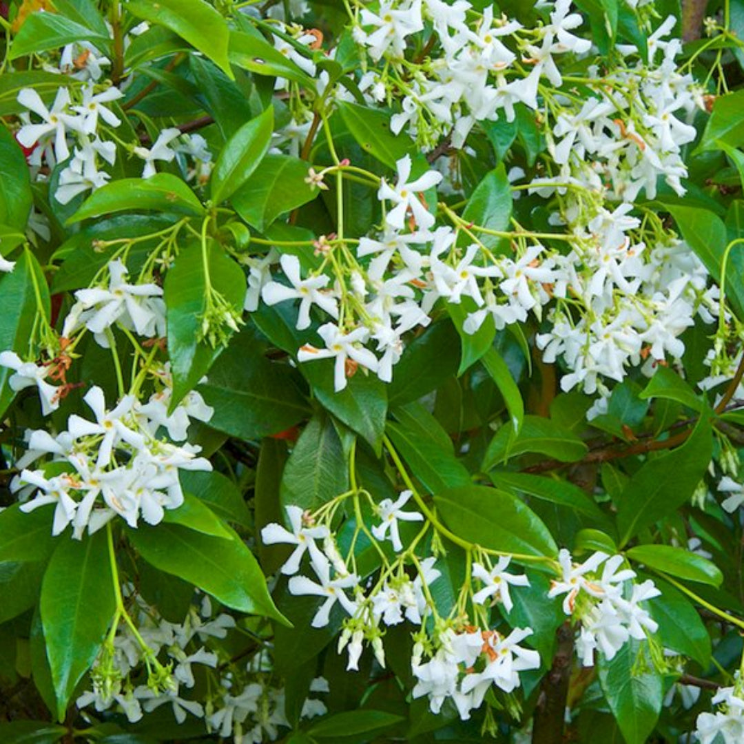 Star Jasmine