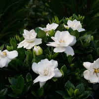 Ivory Palace Gardenia