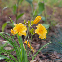 Stella de Oro Daylily Multipack -  [CG]