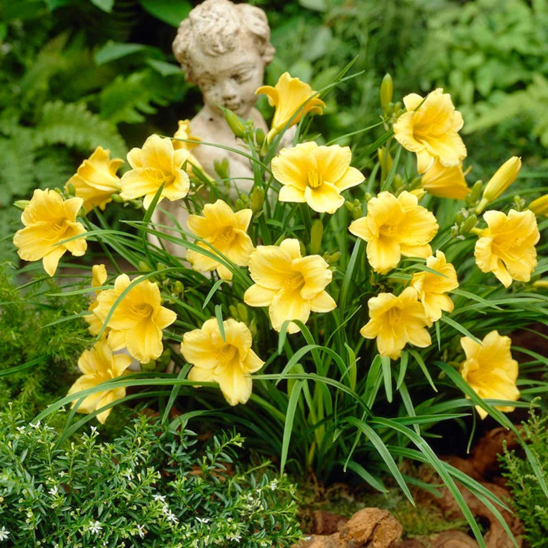 Stella de Oro Daylily Multipack -  [CG]
