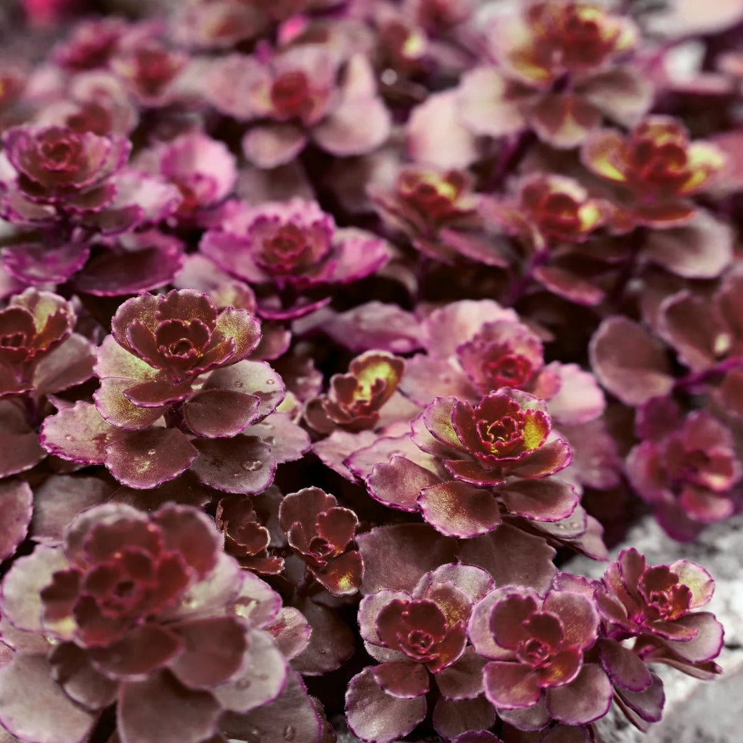 Sedum spurium &