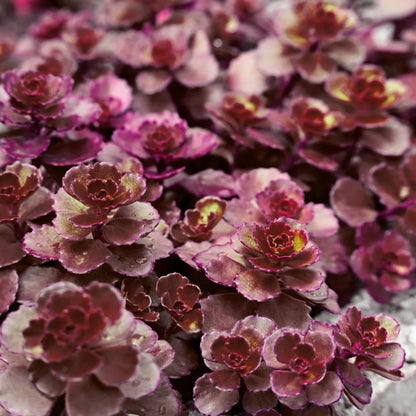 Sedum spurium &