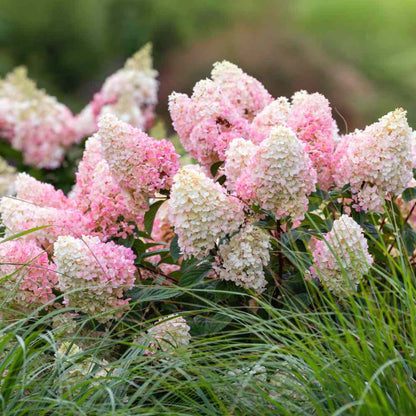 Strawberry Sundae Hydrangea