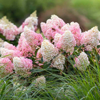 Strawberry Sundae Hydrangea Bush with Rounded Pink Flowers