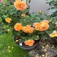 Soft Peach Grandiflora Rose