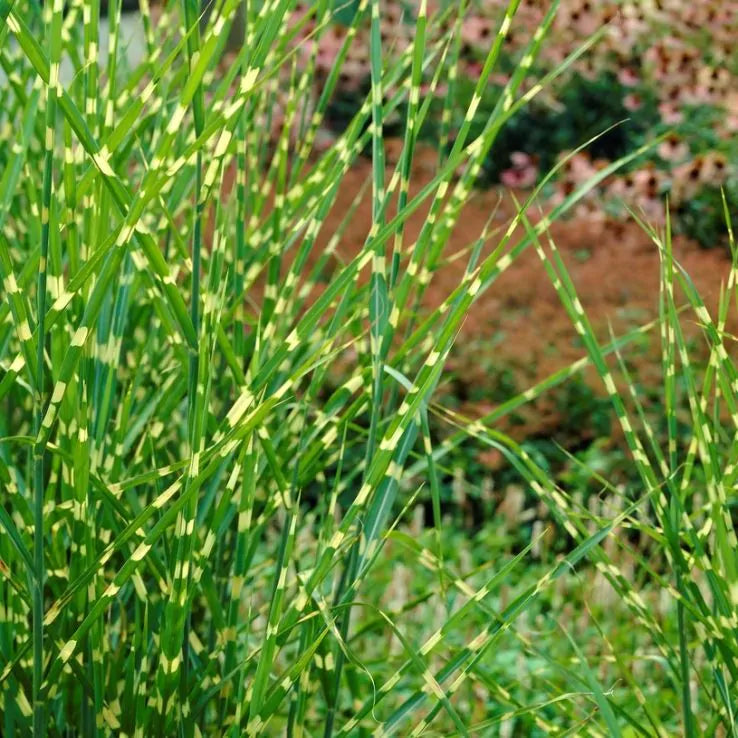 Zebra Grass