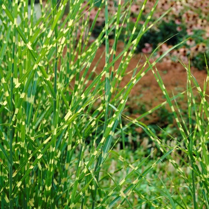 Zebra Grass