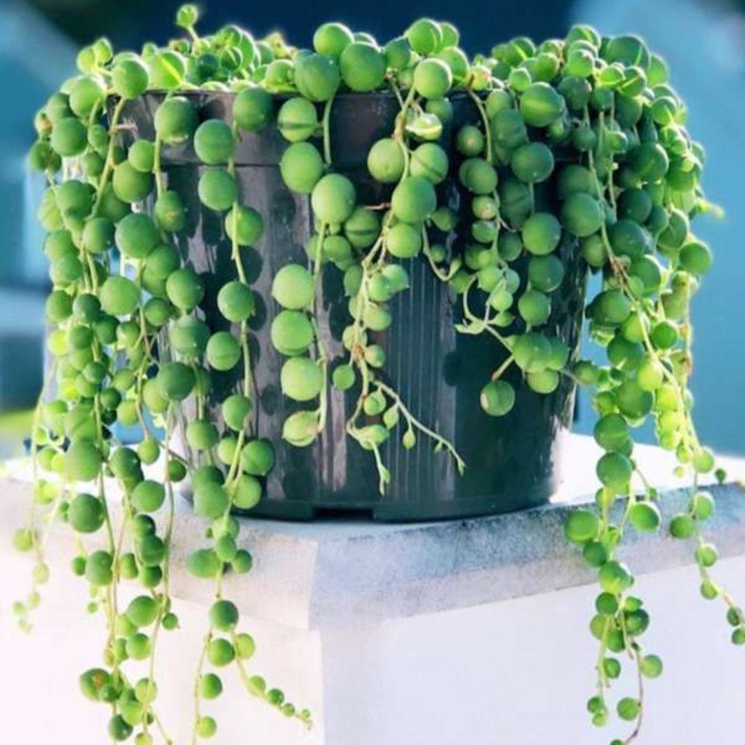 String of Pearls (Indoor Plant)