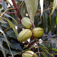 Stuart Pecan Tree,