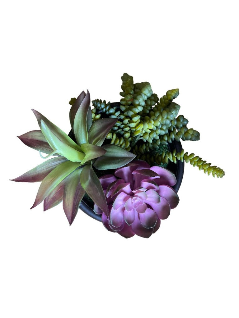Artificial Gorgeous Succulent Plant in Plastic Pot
