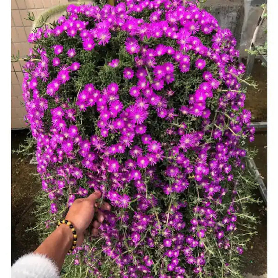 purple flowering hanging plant Purple Iceplant Hanging Basket—Vibrant Succulent Trailing Plant