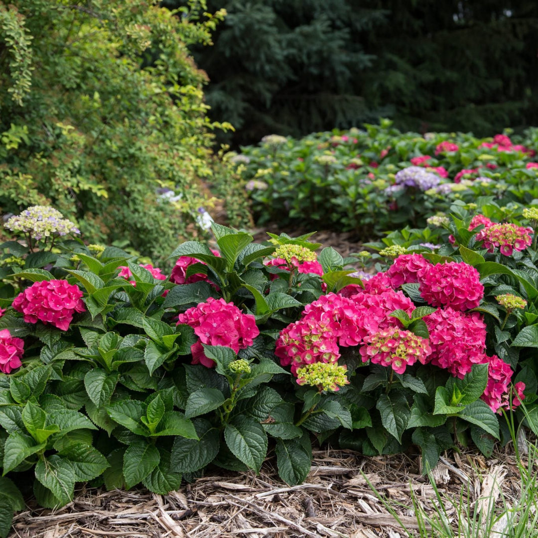 Hydrangea Summer Crush
