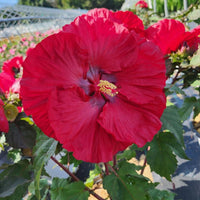 Hibiscus Summerific 'Valentine's Crush' - [EG]