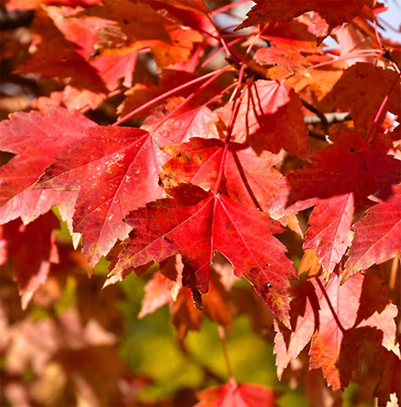 Sun Valley Red Maple Tree