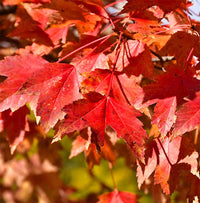 Sun Valley Red Maple Tree