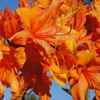 Colorful Solar Glow azalea flowers displaying vibrant orange tones in spring bloom