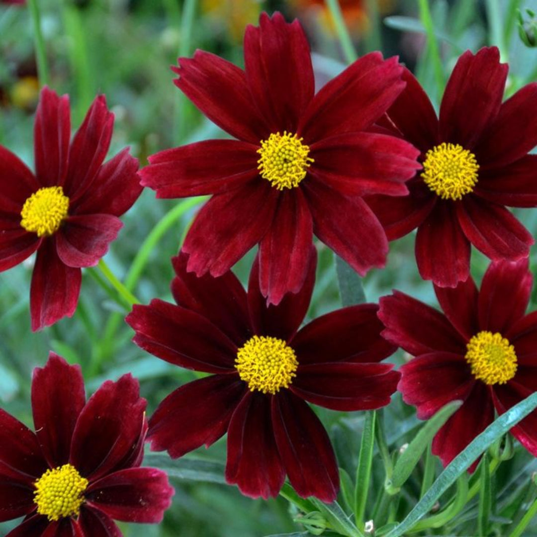 Coreopsis Li’l Bang ‘Red Elf’ (Tickseed)