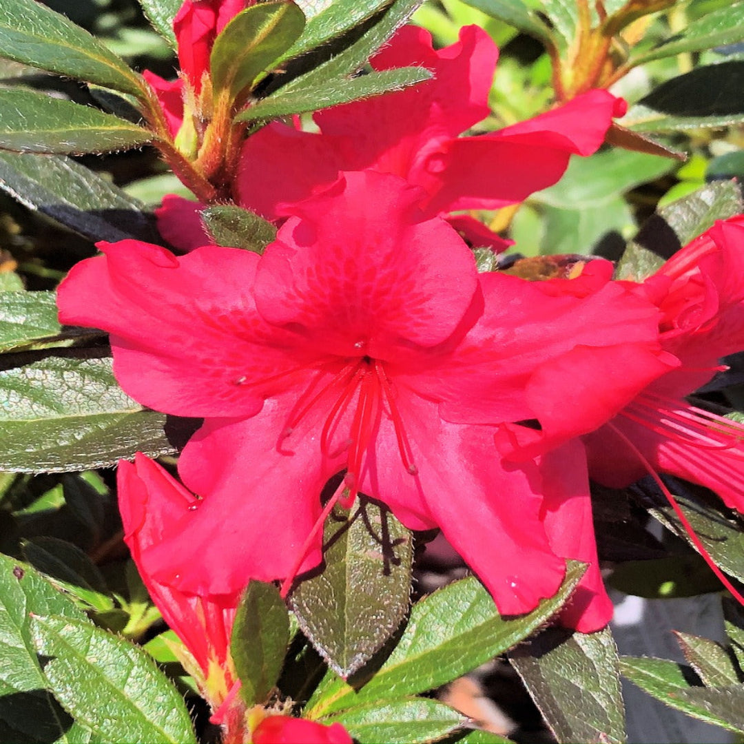 Autumn Sundance Encore Azalea