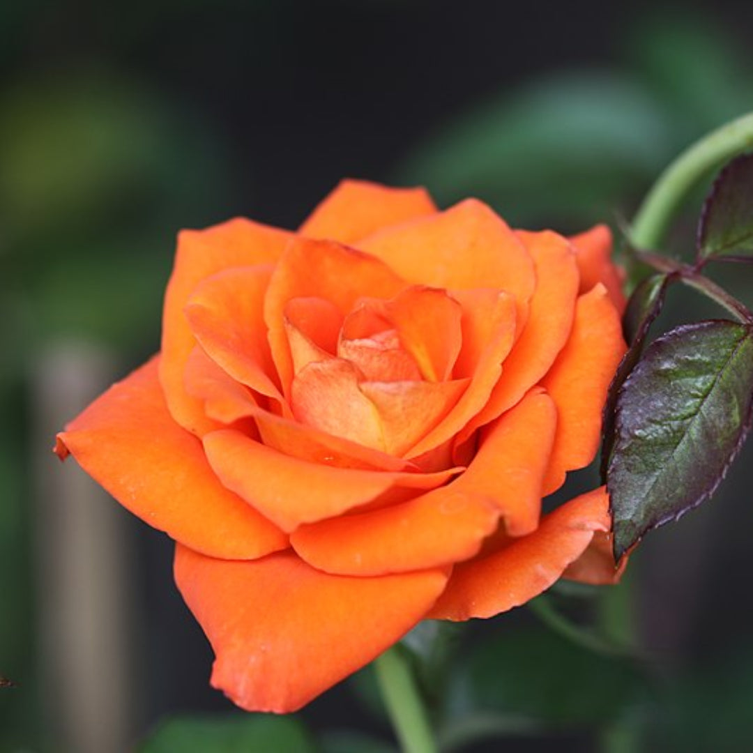 Sunrosa Orange Delight