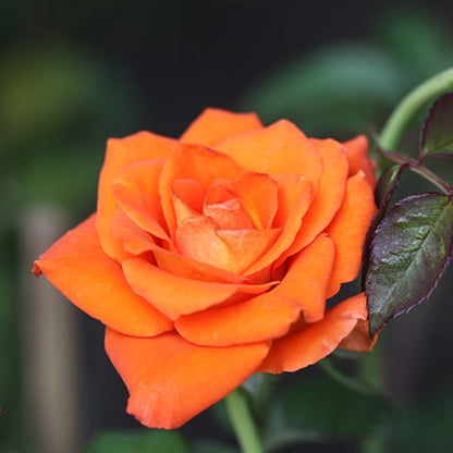 Sunrosa Orange Delight