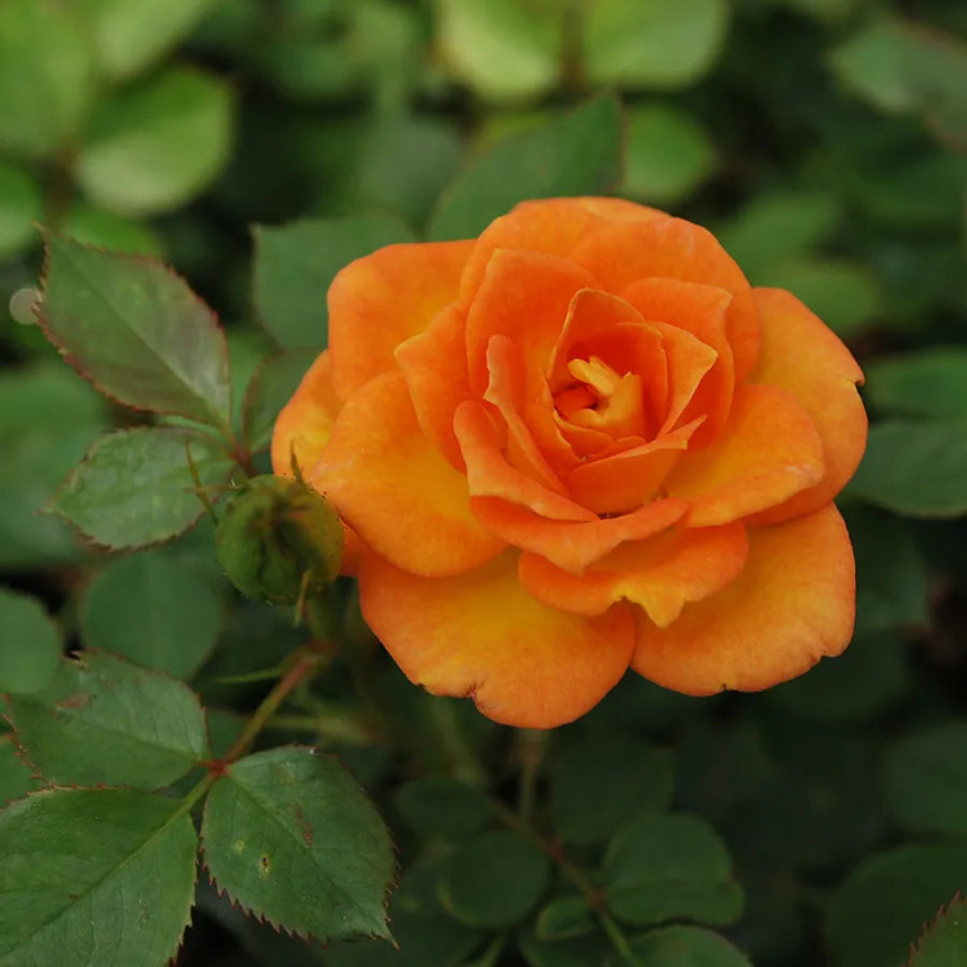 Sunrosa Orange Delight