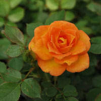 Sunrosa Orange Delight