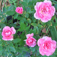 Sunrosa Fragrant Pink